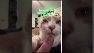 his 3 neurons collided for a brief moment 😂  #animals #cat #funny #pet #dog #shorts