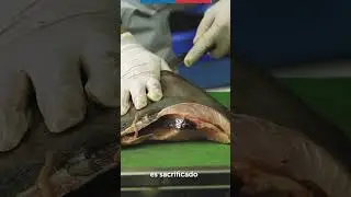 Nuevos Perfiles Pesqueros