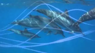 Ancestors Of The Deep Cut 2 by Dolphinmana