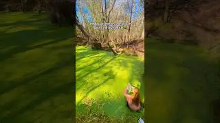 Duckweed adds some flavor to the water🤤🌳 #naturelovers #adventure #swim #forest #swamp #freediver