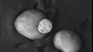 Time Lapse of a Frog Embryo Developing