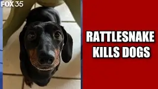 Ferocious rattlesnake attacks, kills Florida family's adorable dogs in backyard
