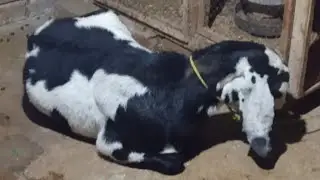 Aj Small Goat Farming Information Vlog Ka {Part 6} Bana Dia [Chaudhary Pets vlog]