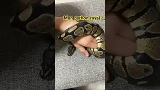 Python royal #python#serpent#ballpython