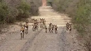 WILD DOGS are a highly social, endangered canine species native to sub-Saharan Africa.