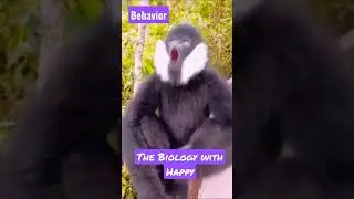 Animal behaviour