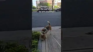 Walking a beagle develops patience #shorts #dog #beagle #animals