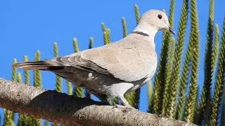 Collared Dove Call. Tourterelle turque chant. Tortora del collare orientale canto