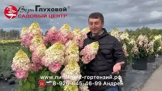 Мега сорт гортензии в сад Геркулес Хит ('GRHP14'PBR) Hydrangea paniculata 'Hercules