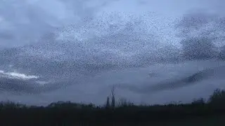 Stunning Bird Swarming Formation