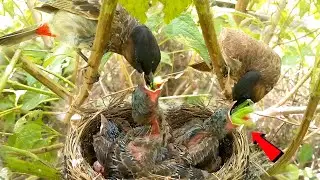 Bulbul Bird Mom Bringing Food for Baby Chicks @animalswithbirds 