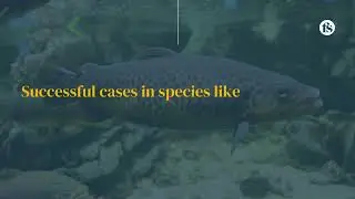 A new frontier for aquatic conservation - The short of it