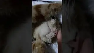 😻Nose massage |  funny cat #shorts