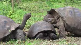 Amorous Giant Tortoise at El Chato Ranch with Ecoventura Galapagos