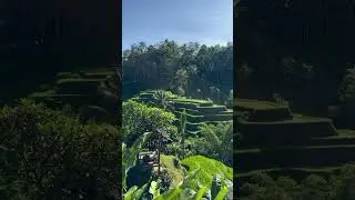 UBUD BALI INDONESIA !! BEAUTIFUL VIEW RICE FIELDS !!ORIGINAL SOUND