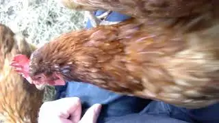 BHWT Hens Saved From The Slaughterhouse - What To Expect