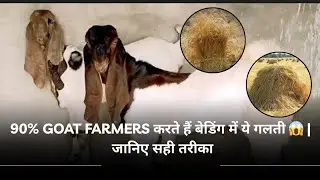 Goat bedding: common mistakes 