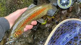Fly Fishing for Colored Up REDSIDE Rainbows!