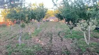 Árboles de argán. Plantación en DICIEMBRE