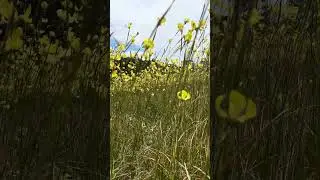 Gnome in Flowers