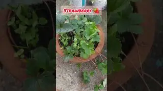 Strawberry🍓 propagation by runners #strawberry #plants #shorts #strawberryplant #propagation #garden