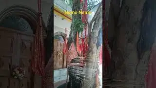 Namo Namo He Shankra #shiva #viralshort #shorts