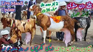 24 January 2026 desi sahiwal dudh wali bakriyan mandi pakistan ہفتے کے دن دودھ والی بکریوں کی منڈی 