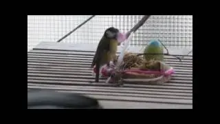2017 04 21 Polstermaterial f&uuml;rs Meisennest