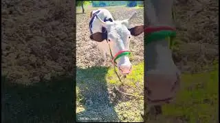 Cow eating grass and happy mode #animals #farming #viral #cow #goat #nature #video #animallife