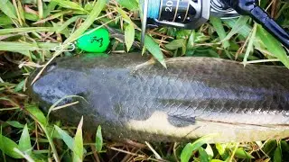 HARUAN MEGA NI BETUL-BETUL LAPAR | SERANGAN HENDAP DI TEBING SUNGAI DEPAN WAT SIAM JITRA, KEDAH