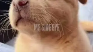 Cats Vs Dogs trailer/Pt1