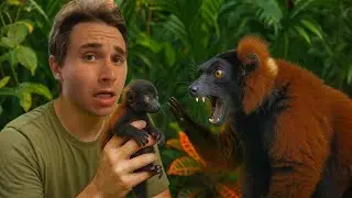 My PET LEMURS MET for the FIRST TIME&hellip; And It Got HEATED!