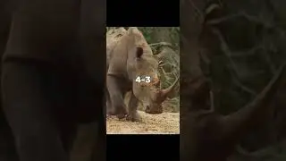 Bison vs Rhino#shorts #bison #rhino #animalbattles #animals #debates