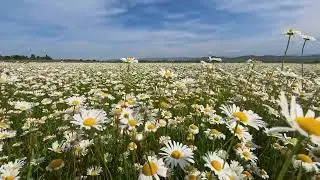 Daisy field in Georgia - 4K 60 FPS