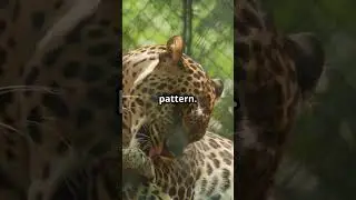 7 Mind Blowing Facts About Leopards!