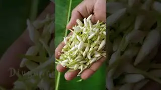 Fresh Jasmine flower/DIY flower garland/veni Gajra #jasmine #malligai #mullai #florist #veni #Gajra