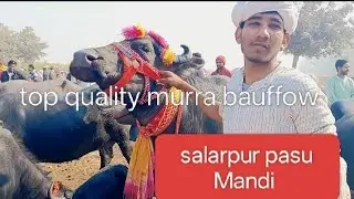 Salarpur pasu Mandi murra bauffow top quality sasta Rupa sall 