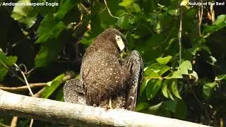Birds of Andamans - Endemic Birds, Andaman & Nicobar Islands, Nature at the Best