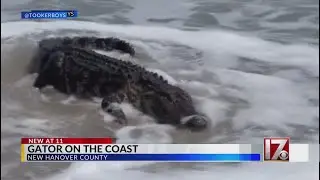 Family spots gator in surf at NC beach