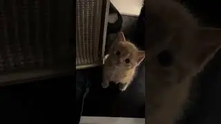 🐱 A Cute Cat That Will Make Your Day Happier! 🌸 happy#cat #cutecat #babycat