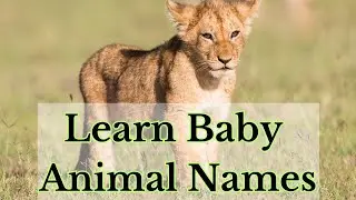 LEARN Baby Animal Names @happybimbi