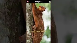 Sunda Flying Lemur | Colugo Rescue