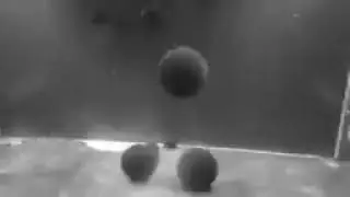Nostalgia Marimo (Moss Ball) Dance