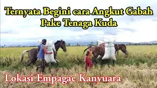 ANGKUT GABAH PAKE KUDA