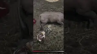&iquest;C&Oacute;MO CAZAR UNA VACA EN PERFECTO ESTADO EN RED DEAD REDEMPTION 2?