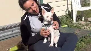 Meet sweet little Norton!