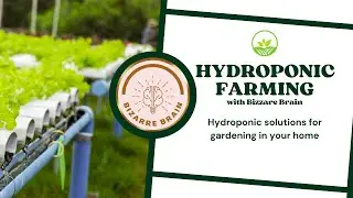 Hydroponics in India: The Urban Farming Revolution Transforming Cities 🌱🏙️