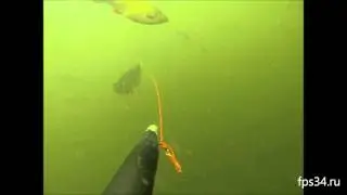 Подводная безмятежность