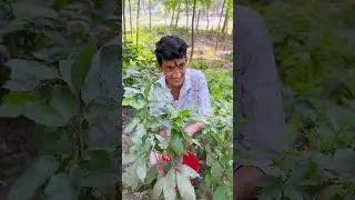 আল্লাহর কুদরত দেখুন !! 😱 #vairalshort #tiktok #newshort #allah