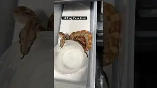 Aztec, Jungle, Hypo? Boa constrictor #boaconstrictor #boaconstrictorimperator #aztecboa #jungleboa